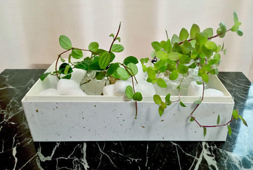 植物